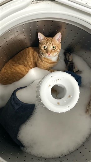 #cat don’t put your cat in the washer or this will happen