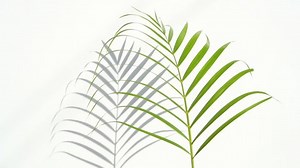 Closeup Motion Shadow Palm Leaf Green Stock Footage Video (100% Royalty-free) 1031190470 | Shutterstock