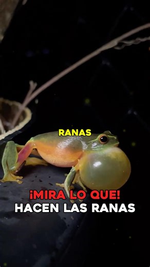 Did you know that frogs inflate their throats to do this? 🐸 #Nature #Animals #FunFacts