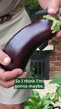 How to Know the Eggplant is Ripe