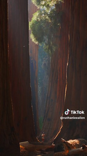 Explore California's Massive Trees: Sequoia vs. Redwoods