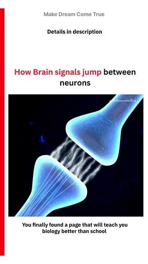⚡ How Brain signals jump between neurons 🧠 | MDCT