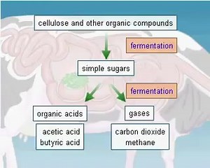Bovine stomach #ruminants | Animal Health Corner