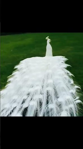 Gorgeous 🦚 White Peacock Spreading Its Wings!