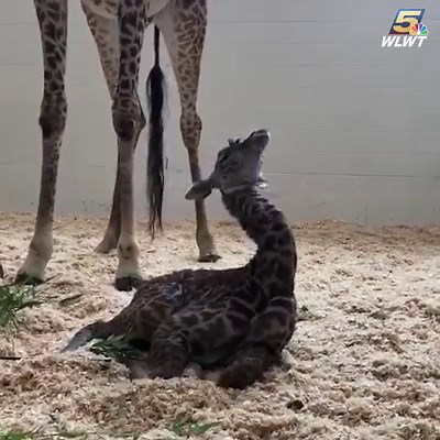 2.3M views · 158K reactions | SLEEPY BABY GIRAFFE! ❤️ The Cincinnati Zoo's newborn giraffe calf is all of us this morning... bit.ly/2WPuStv | WLWT | Facebook