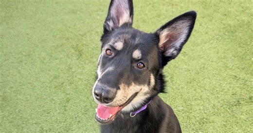 Paws For Pets | Blitz