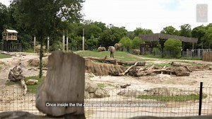 WATCH – WHAT TO EXPECT AT THE ZOO: Not sure what to expect during your next visit? We've got you covered! We could not be more excited to welcome you all back to the Zoo, with protocols in place to keep everyone safe and healthy as we navigate our new "normal." We hope to see you soon! | Dallas Zoo