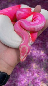 Do you guys realistically think a Ball Python mutation could look like this one day in the future🤔 You never know🤷‍♂️ P.S. this is obviously a filter😂 This girl is actually a gorgeous Albino Piebald🔥 #ballpython #royalpython #reptiles #reptile #reptilesofinstagram #snake #snakes #pets #pet #petsofinstagram #bloodpython #burmesepython #reticulatedpython #carpetpython #boaconstrictor #leopardgecko #crestedgecko #beardeddragon #animals #wildlife #bof #recessivegang #ballpythons #royalpythons | 