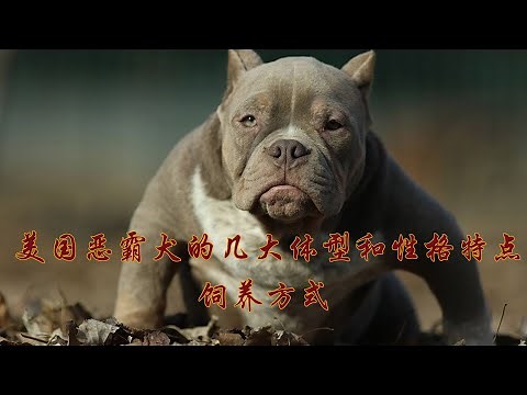 美國惡霸犬的幾大體型和性格特徵，美國惡霸犬的幼犬和成犬飲食飼養方式。#恶霸犬的饮食 #惡霸犬的飲食 #狗 #狗狗#惡霸犬