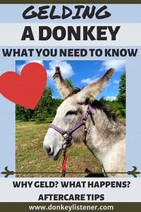 Gelding a donkey what to expect and aftercare tips