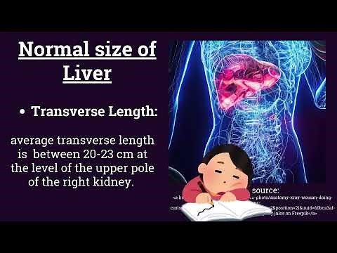 What is the normal size of the liver in adults | Surface Anatomy
