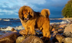 The most expensive dog breeds in the world and what they really cost to own