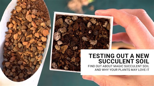 Game Changing Succulent Soil – Perfect If You Don’t Water Often!