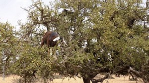 Goats on an Argan tree eating leaves in Essaouira, Morocco. The tree is cultivated for the famous Argan oil that is produced from the kernels of the nuts. 4k footage.