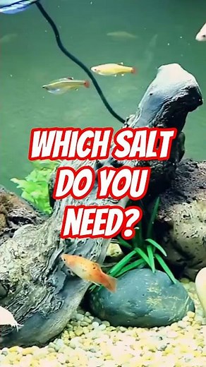 Which Salt Do Your Fish Actually Need? Using Salt in Freshwater Aquarium