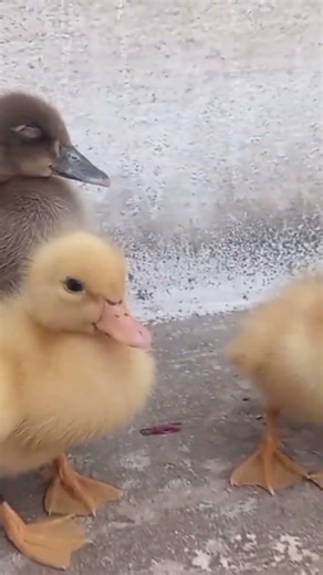 These adorable ducklings are having sweetest time together, enjoying their tiny world with innocence