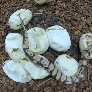 Incubation of snake eggs is rare. 👉👉👉 Join our group : Animal World. Thank you so much ❤ | Wild Animals