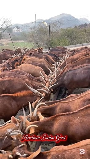 Arabian Daham goat breed 🐐🤎 #goat #animals #shorts