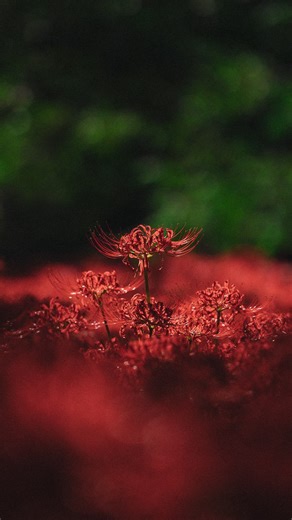 Pat Kay on Instagram: "Comment “photography tips” and I’ll send you 30 tips in 30 days to supercharge your photography, completely free! ——— In every single image, there’s a focus point that you should be directing your viewers eye to. It’s the point to which your entire composition is wrapped around. Focus on this, and you’ll increase the clarity (not the Lightroom slider) of your image and thus make your image easier to understand. This was a clip from my latest YouTube video about how to take