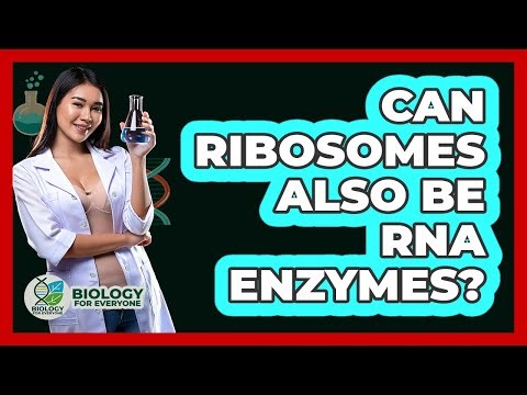 Can Ribosomes Also Be RNA Enzymes? - Biology For Everyone