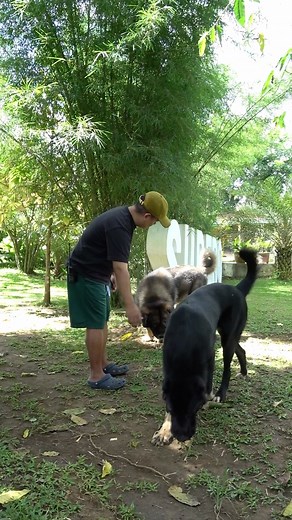 21K views · 357 reactions | Our male dogs feasting "ihi ng in-heat na female dog" #superodogfarm #supero #superolangmalakas #themodernancientdiet | Supero Dog Farm | Facebook