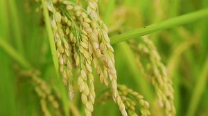 Green Scenery Paddy Fieldagricultural Fieldpaddy Rice Stock Footage Video (100% Royalty-free) 3824673819 | Shutterstock