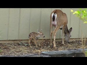Baby White Tail Deer Fawn Born In My Yard