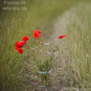 Poppies for Veterans Day (History, When And How to Celebrate)