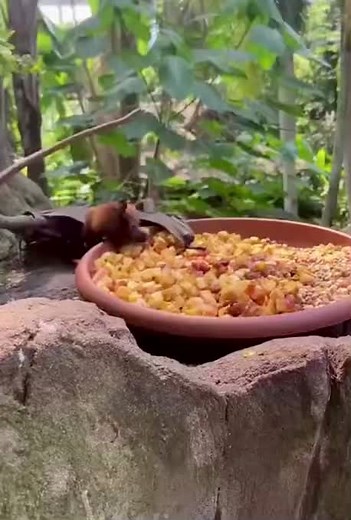 Brown Bat Enjoying Fruits in a Tropical Setting