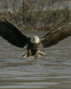 557K views · 9.2K reactions | Bald Eagle going for the kill! #baldeagles #baldeagle | Mike Lemery Films | Facebook