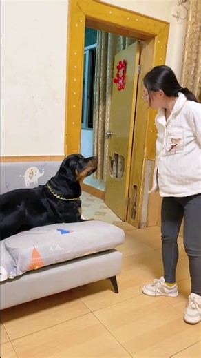 232K views · 9.8K reactions | Yituo’s way of survival now tolerate the calm for a while, take a step back and the sky will be brighter  #dog #dogfunny #dogstagram | Xiang Wei and Yi Tuo Dog | Facebook