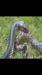 3.8K views · 40 reactions | Python vs cobra | Real Animal World | Facebook