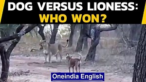 777K views · 6.7K reactions | Dog challenges lioness | Who won in the end? Watch #FearlessDog #AnimalFight #Wildlife | Oneindia News | Facebook