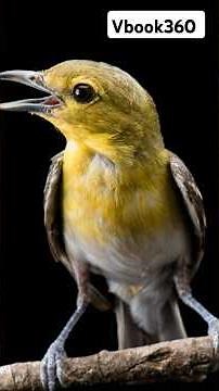 Why Birds Sing Loudly at Dawn!