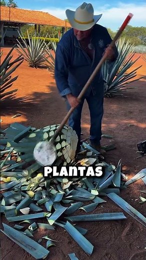 ¿Cómo se cosecha el agave para la tequila? 🌵 (@anakarenvaa_)