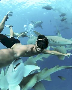 Imagine seeing one shark while swimming, now imagine 50 sharks! This brave couple didn't mind, and caught the very rare moment on camera. #sharks | Love This