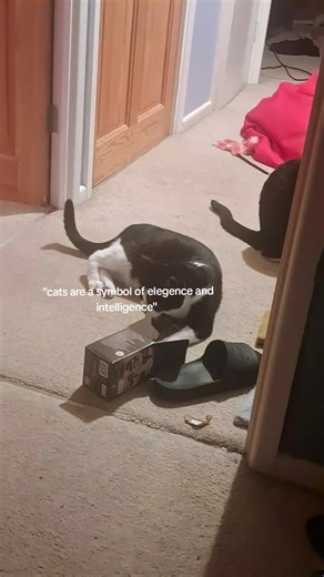 #cats #cat #cattok #fyp #foryoupage