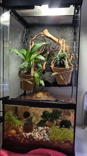 Part 22 - NEARLY FINISHED setting up my new Exo-Terra 30x30x60cm Paludarium