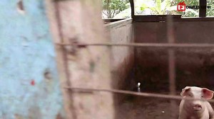 How TO START A SUCCESSFUL Pig Farm as a BEGINNER in 2023 with LESS Capital - DETAILED Guide Kindly click on the link below to be educated and inspired ☺️ https://youtu.be/mpP25smyBkg?si=MU9fZVGlaYXLMbba | Youth In Agriculture | Facebook