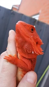 This bearded dragon at @midlandsdragons is outrageously red! ❤️🔥 TRR is made possible by @redlineshipping #beardeddragon #beardeddragonbreeder #pogona #lizard #reptile #reptilepets #reptilefanatics #reptilekeeper #herpetology #herpetoculture #thereptilereport #thereptilereportofficial | The Reptile Report