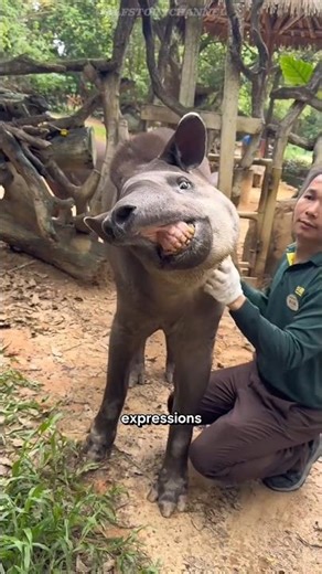 Half Pig, Half Elephant ? Meet the Tapir ! #tapir #animalfacts #shorts