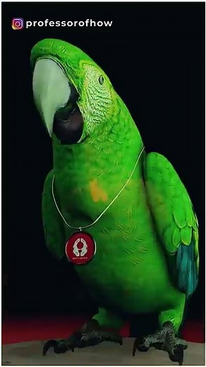 How can Parrots talk like Humans? (3D Animation) #shorts