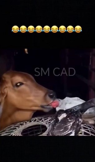 Cow 🐄 want to eat chicken 🐔 alive #cow #chicken #animals #shortsfeed #shorts #trending