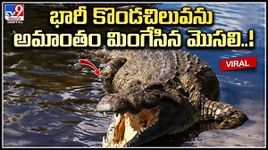 Alligator - Python: 5 అడుగుల మొస‌లిని.. అమాంతం మింగేసిన కొండ‌చిలువ‌ చూస్తే షాక్.!