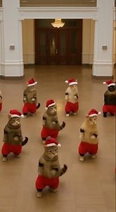 Holiday Spirit Activated: Dancing Cat Edition 🎄#ChristmasCat #DancingCat #CatDance #HolidayVibes