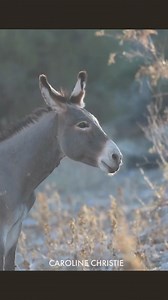 15K views · 472 reactions |  Sound ON! Though Burro Awareness...
