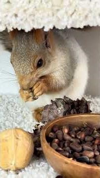 Squirrel with a Shedding Nose. Белка с линяющим носом.