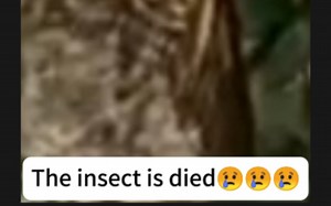 insect memes