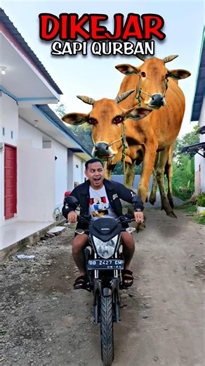 Apa❗Dikejar Sapi Qurban Raksasa ❗Begini Cara Buatnya❗#editing #tutorial