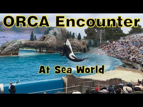 The Most Amazing Orca Show You'll See at SeaWorld! #SeaWorld #OrcaShow #marine #orca #killerwhales